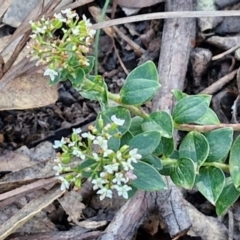 Platysace lanceolata at Tallong, NSW - 3 Aug 2024