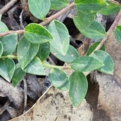 Platysace lanceolata at Tallong, NSW - 3 Aug 2024