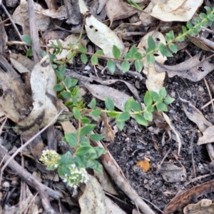 Platysace lanceolata at Tallong, NSW - 3 Aug 2024