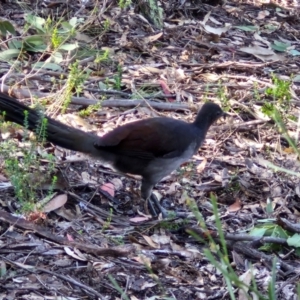 Menura novaehollandiae at Tallong, NSW - 3 Aug 2024