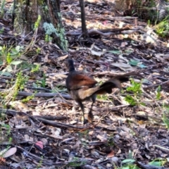 Menura novaehollandiae at Tallong, NSW - 3 Aug 2024