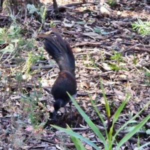 Menura novaehollandiae at Tallong, NSW - 3 Aug 2024 12:26 PM