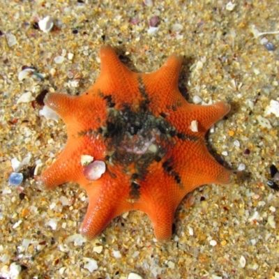 Asteroidea (class) at Kennett River, VIC - 17 Nov 2015 by MB