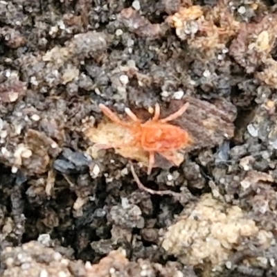 Trombidiidae (family) (Red velvet mite) at Tallong, NSW - 3 Aug 2024 by trevorpreston