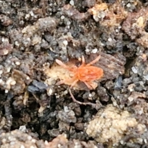 Trombidiidae (family) at Tallong, NSW - 3 Aug 2024 12:24 PM