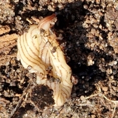 Fletchamia quinquelineata (Five-striped flatworm) at Long Point Lookout (Morton National Park) - 3 Aug 2024 by trevorpreston