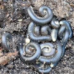 Spirobolida (order) (Spirobolid millipede) at Tallong, NSW - 3 Aug 2024 by trevorpreston