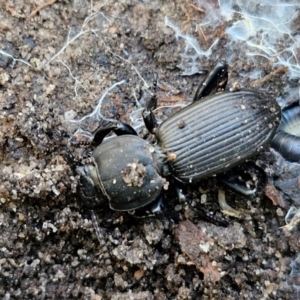 Cardiothorax sp. (genus) at Tallong, NSW - 3 Aug 2024