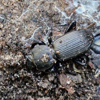 Cardiothorax sp. (genus) (Darkling Beetle) at Tallong, NSW - 3 Aug 2024 by trevorpreston