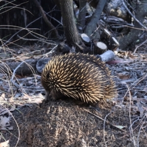 Tachyglossus aculeatus at Bruce, ACT - 3 Aug 2024 03:08 PM