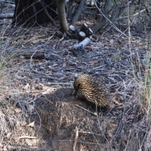 Tachyglossus aculeatus at Bruce, ACT - 3 Aug 2024 03:08 PM