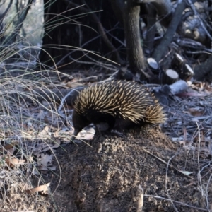 Tachyglossus aculeatus at Bruce, ACT - 3 Aug 2024 03:08 PM