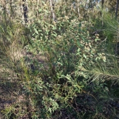 Pomaderris andromedifolia subsp. andromedifolia (Andromeda Pomaderris) at Tallong, NSW - 3 Aug 2024 by trevorpreston