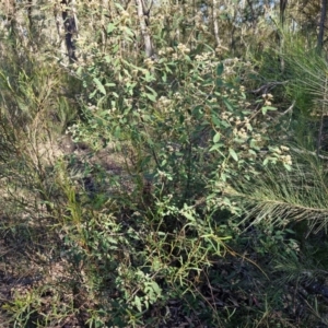 Pomaderris andromedifolia subsp. andromedifolia at Tallong, NSW - 3 Aug 2024