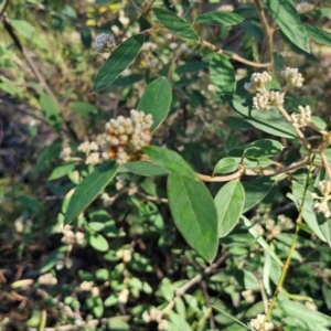 Pomaderris andromedifolia subsp. andromedifolia at Tallong, NSW - 3 Aug 2024