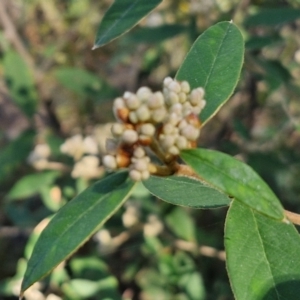 Pomaderris andromedifolia subsp. andromedifolia at Tallong, NSW - 3 Aug 2024