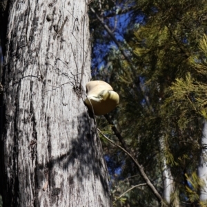 Laetiporus portentosus at Bruce, ACT - 3 Aug 2024 03:00 PM