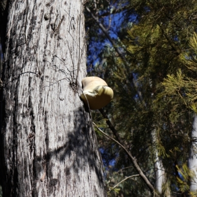 Laetiporus portentosus (White Punk) at Bruce, ACT - 3 Aug 2024 by Clarel