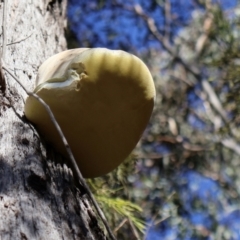 Laetiporus portentosus at Bruce, ACT - 3 Aug 2024 03:00 PM