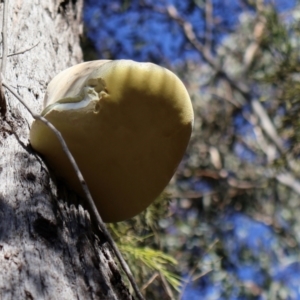 Laetiporus portentosus at Bruce, ACT - 3 Aug 2024 03:00 PM