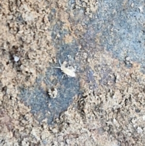 Collembola (class) at Tallong, NSW - 3 Aug 2024 12:12 PM