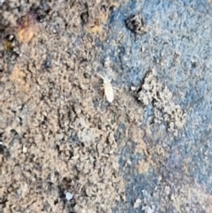Collembola (class) at Tallong, NSW - 3 Aug 2024 12:12 PM
