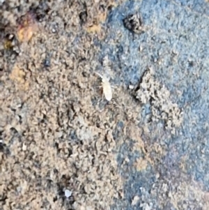 Collembola (class) at Tallong, NSW - 3 Aug 2024 12:12 PM