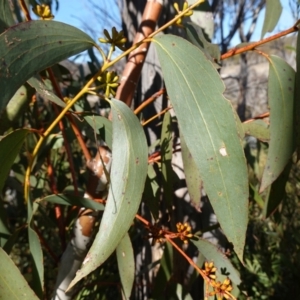 Eucalyptus pauciflora subsp. pauciflora at Rendezvous Creek, ACT - 9 Aug 2023 11:19 AM