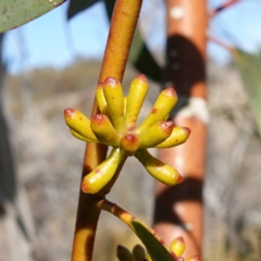 Eucalyptus pauciflora subsp. pauciflora at Rendezvous Creek, ACT - 9 Aug 2023 11:19 AM