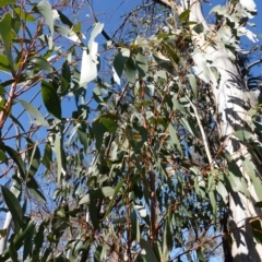 Eucalyptus pauciflora subsp. pauciflora at Rendezvous Creek, ACT - 9 Aug 2023 11:19 AM