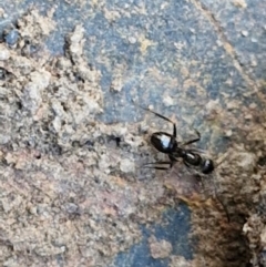 Formicidae (family) at Tallong, NSW - 3 Aug 2024