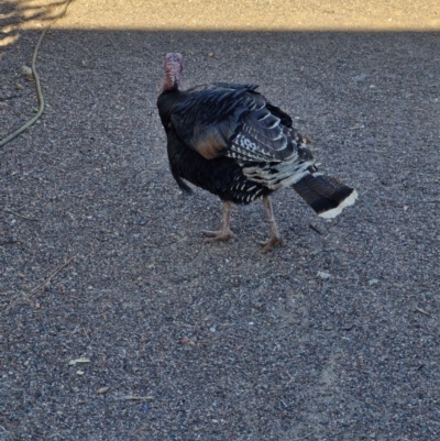 Meleagris gallopavo (Domestic) (Wild Turkey (Domestic Type)) at McKinlay, QLD - 3 Aug 2024 by AliClaw