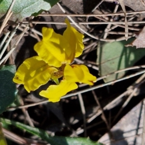 Goodenia hederacea subsp. hederacea at Tallong, NSW - 3 Aug 2024