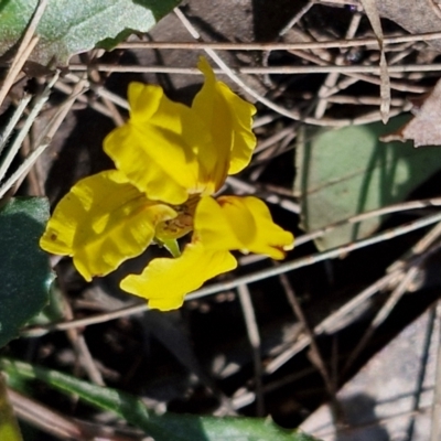 Goodenia hederacea subsp. hederacea (Ivy Goodenia, Forest Goodenia) at Long Point Lookout (Morton National Park) - 3 Aug 2024 by trevorpreston