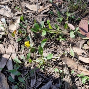 Goodenia hederacea subsp. hederacea at Tallong, NSW - 3 Aug 2024 12:10 PM