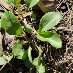 Goodenia hederacea subsp. hederacea at Tallong, NSW - 3 Aug 2024 12:10 PM