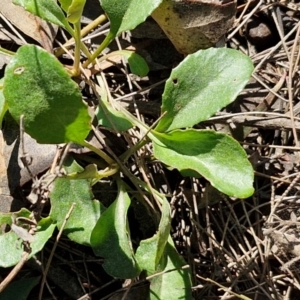 Goodenia hederacea subsp. hederacea at Tallong, NSW - 3 Aug 2024