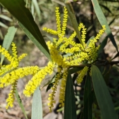 Acacia longifolia subsp. longifolia (Sydney Golden Wattle) at Tallong, NSW - 3 Aug 2024 by trevorpreston