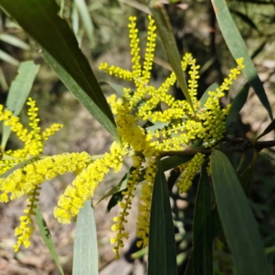 Acacia longifolia subsp. longifolia (sallow or Sydney golden wattle) at Tallong, NSW - 3 Aug 2024 by trevorpreston