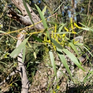 Acacia longifolia subsp. longifolia at Tallong, NSW - 3 Aug 2024