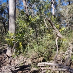 Acacia longifolia subsp. longifolia at Tallong, NSW - 3 Aug 2024