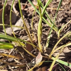 Arthropodium sp. at Higgins, ACT - 3 Aug 2024 by Untidy