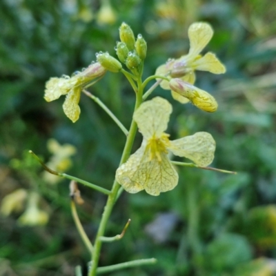 Unidentified Other Wildflower or Herb at Robertson, NSW - 3 Aug 2024 by trevorpreston