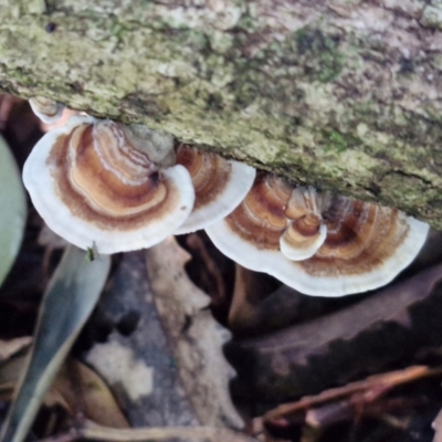 Unidentified Shelf-like to hoof-like & usually on wood at Robertson, NSW - 3 Aug 2024 by trevorpreston