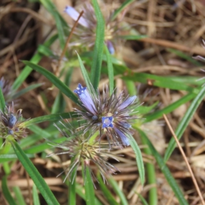 Unidentified Other Wildflower or Herb at Iron Range, QLD - 3 Aug 2024 by lbradley