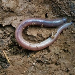 Oligochaeta (class) (Unidentified earthworm) at Robertson, NSW - 3 Aug 2024 by trevorpreston