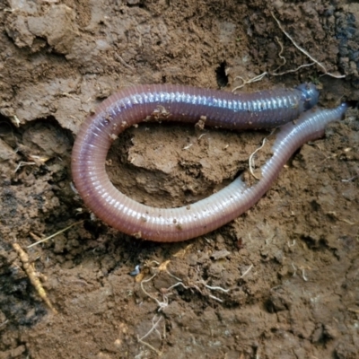 Oligochaeta (class) (Unidentified earthworm) at Robertson, NSW - 3 Aug 2024 by trevorpreston