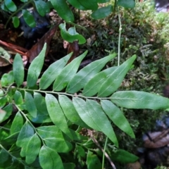 Arthropteris tenella (Climbing Fern) at Robertson, NSW - 3 Aug 2024 by trevorpreston