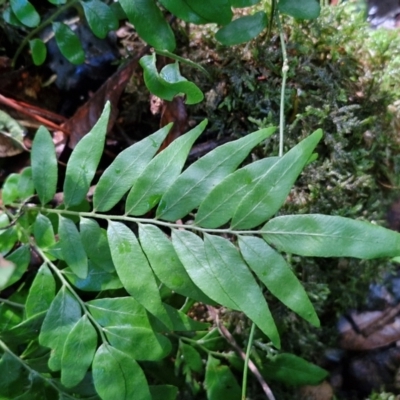 Arthropteris tenella (Climbing Fern) at Robertson, NSW - 3 Aug 2024 by trevorpreston