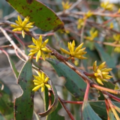 Eucalyptus stellulata (Black Sally) at Rendezvous Creek, ACT - 9 Aug 2023 by RobG1